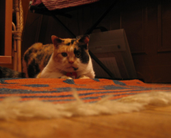 Natasha hunting